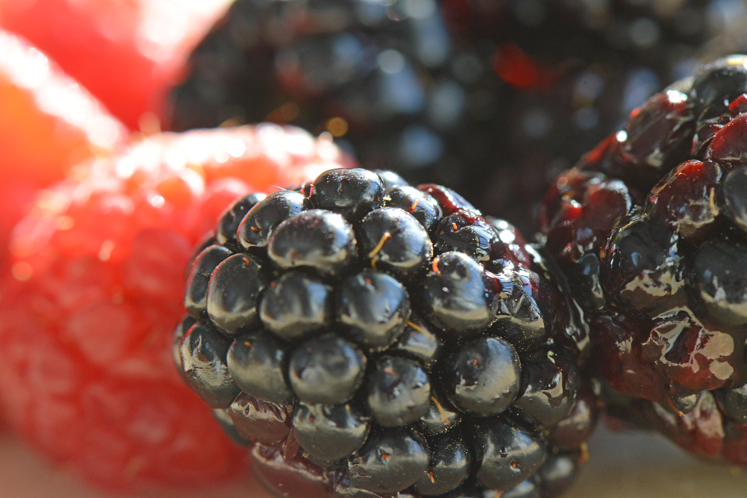 Black and Red Berries