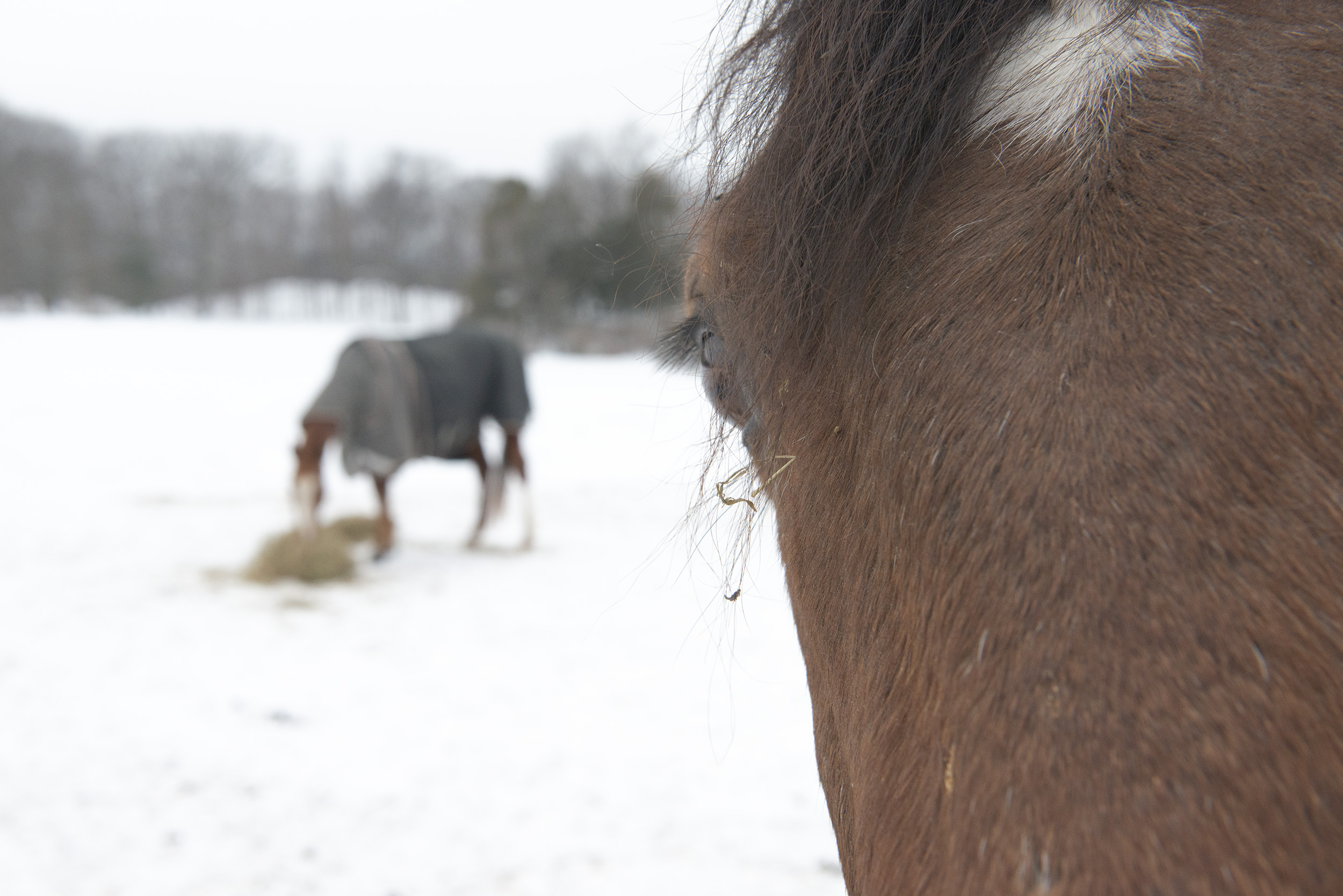 Upstate horse looking thoughtful