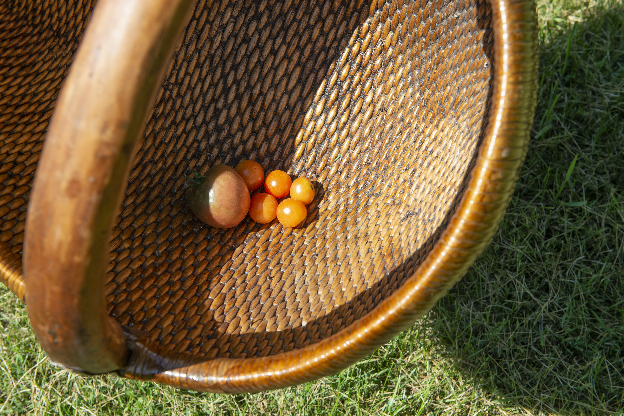 Different tomatoes in a basket