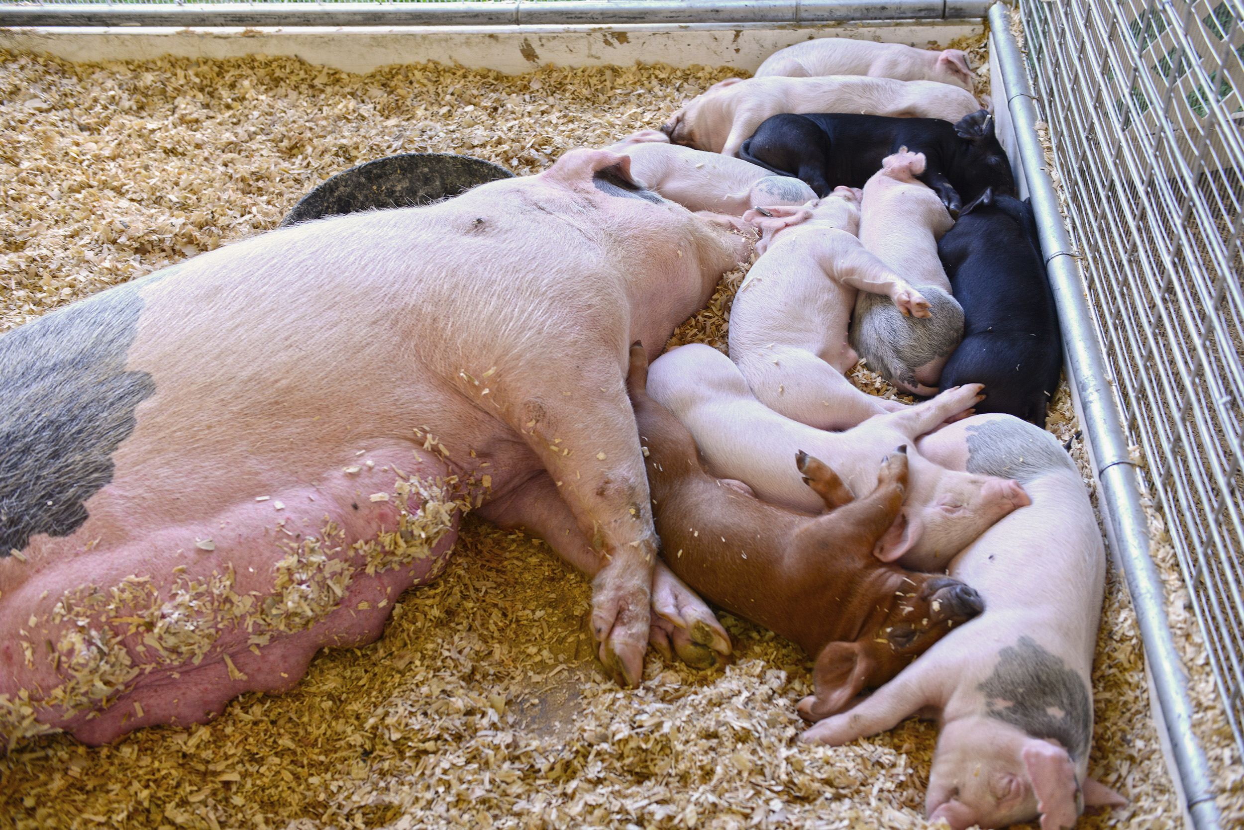 Animals and their mother sleeping