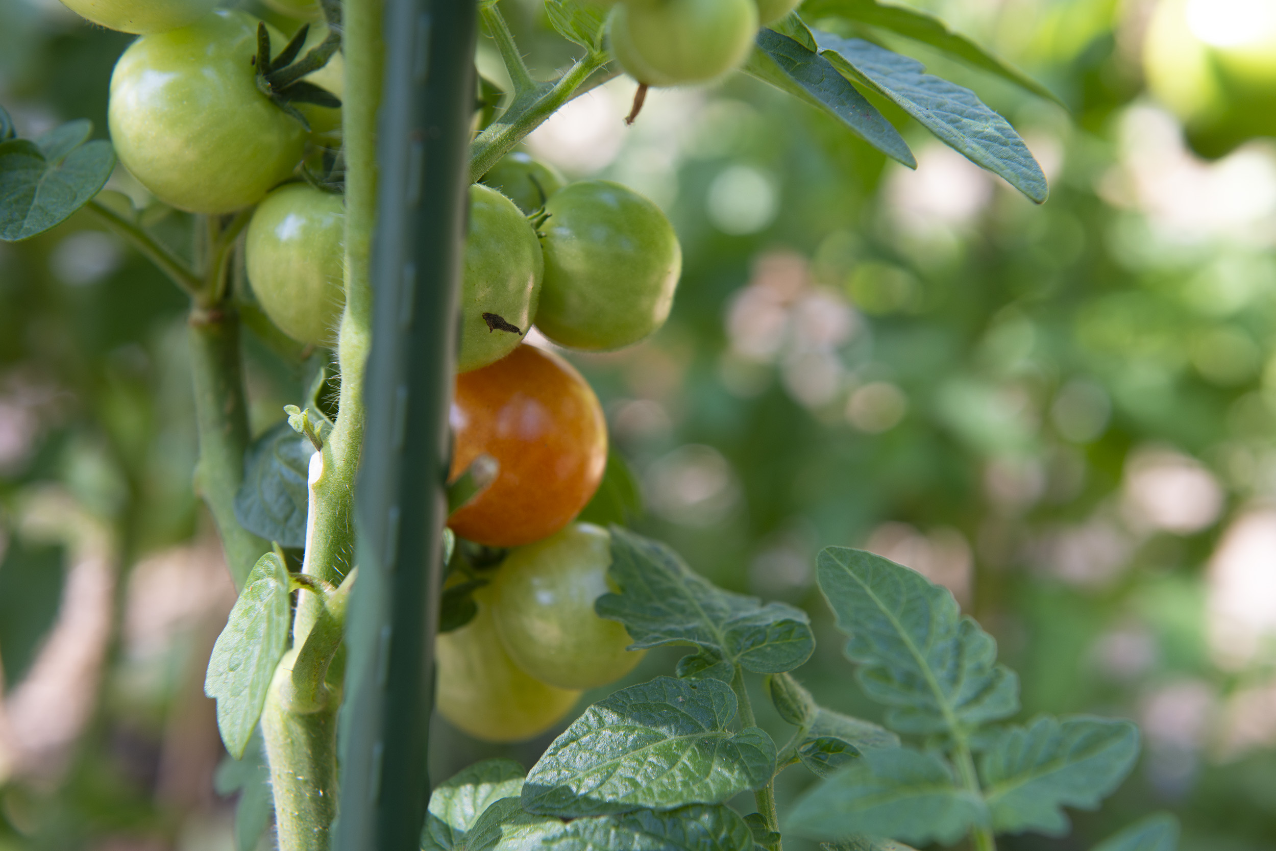 Tomato ripening before the others